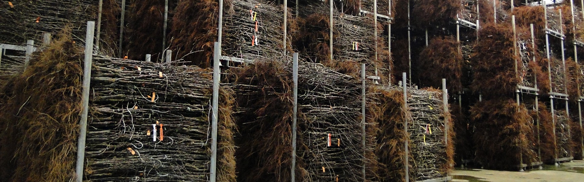 Storage of the trees