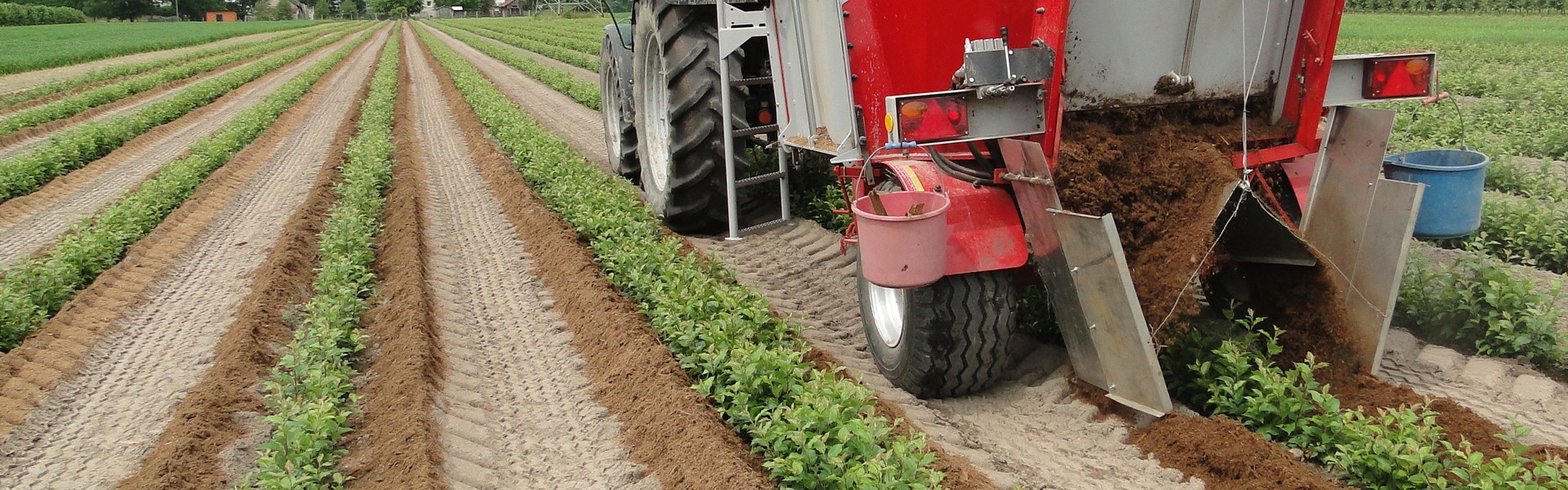 Vegetative rootstock
