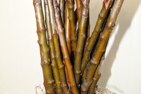Rootstocks with dormant eye