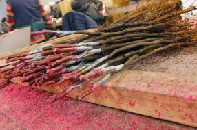 Rootstocks with winter grafting