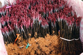 Rootstocks with winter grafting