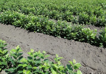 Rootstock nursery