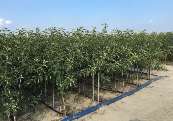 Fruit trees nursery 