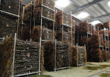 Trees storage