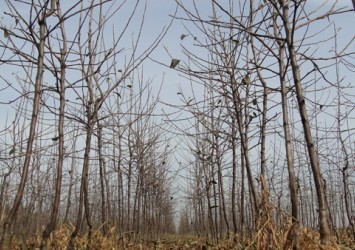 Fruit trees