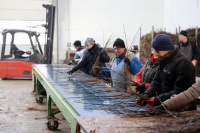 Sortowanie podkładek wegetatywnych