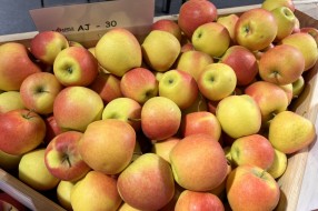 AJAPPLE na TSW 2022