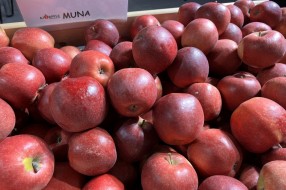 AJAPPLE na TSW 2022