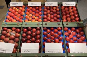 AJAPPLE na TSW 2022