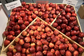 AJAPPLE na TSW 2022