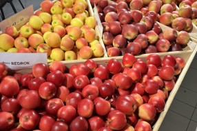 AJAPPLE na TSW 2022