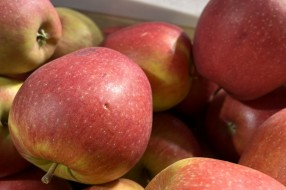 AJAPPLE na TSW 2022