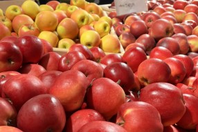 AJAPPLE na TSW 2022