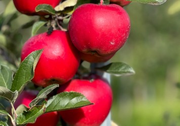 Drzewka REDROK na podkładce M9 już dostępne 