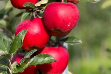 Drzewka REDROK na podkładce M9 już dostępne 